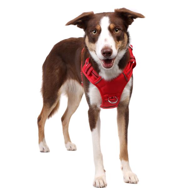 DOOG Neotech Harness Red Gr. S